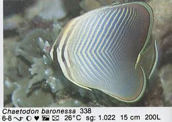 Chaetodon baronessa